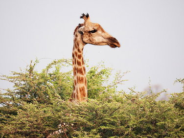 Gewaltfreie Kommunikation